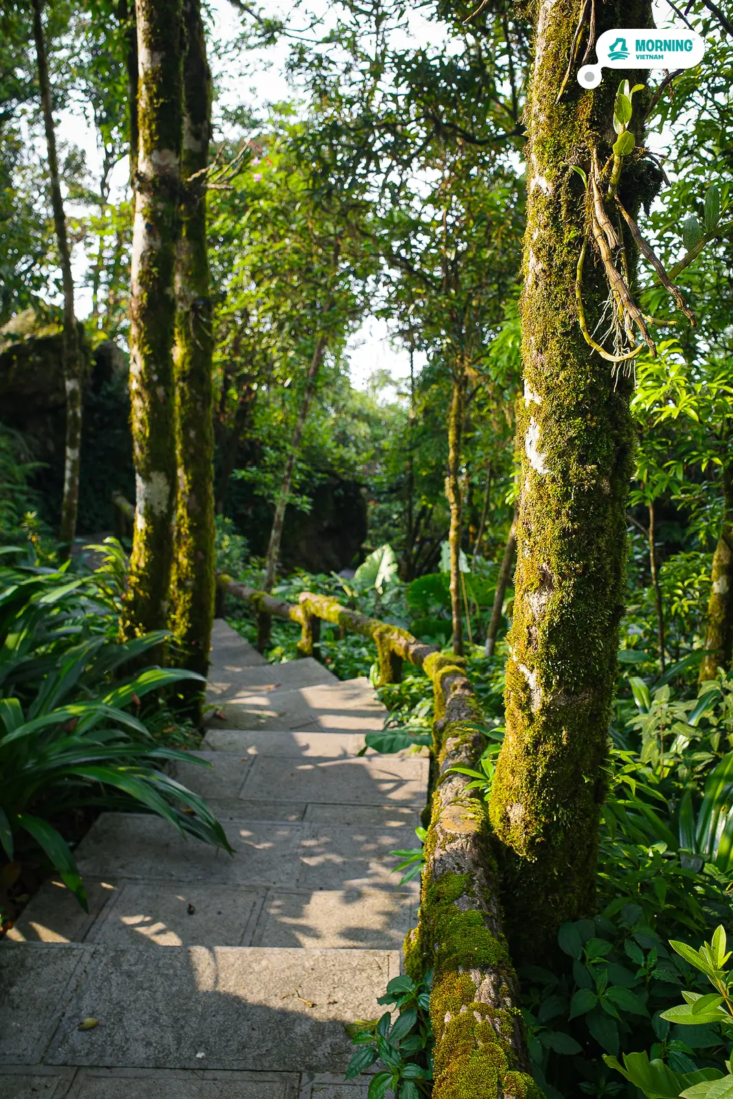 Moss-covered tree-lined stone pathway through the Presidential Palace gardens